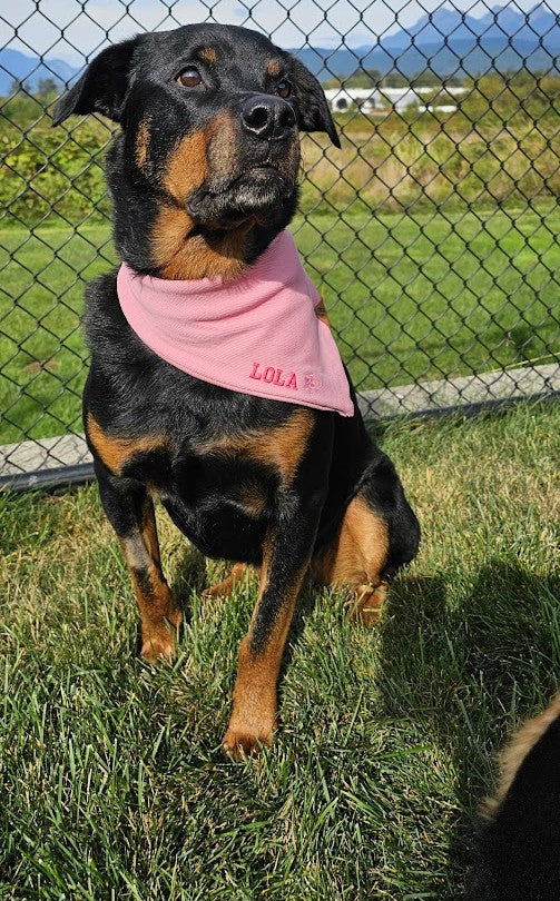 Custom Dog Bandana - Personalized just for your pup