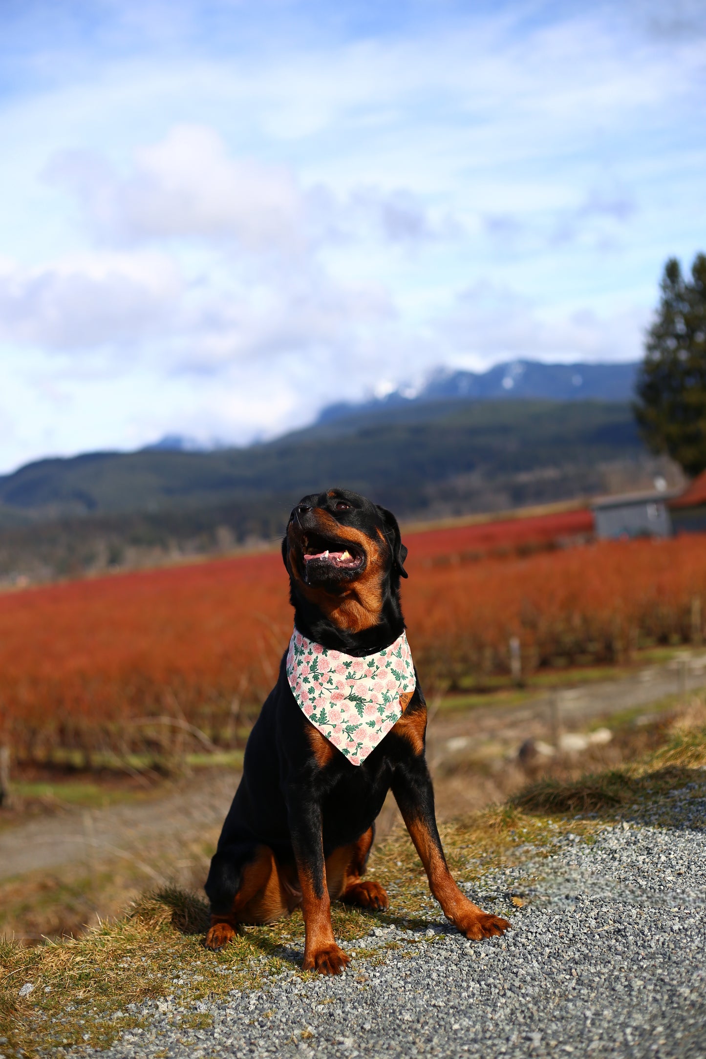 Carnation Cutie Bandana