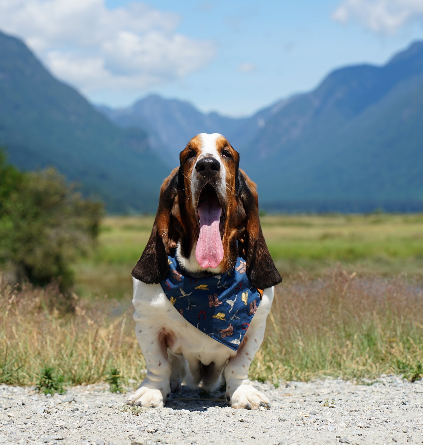 Cosmic Pup Bandana