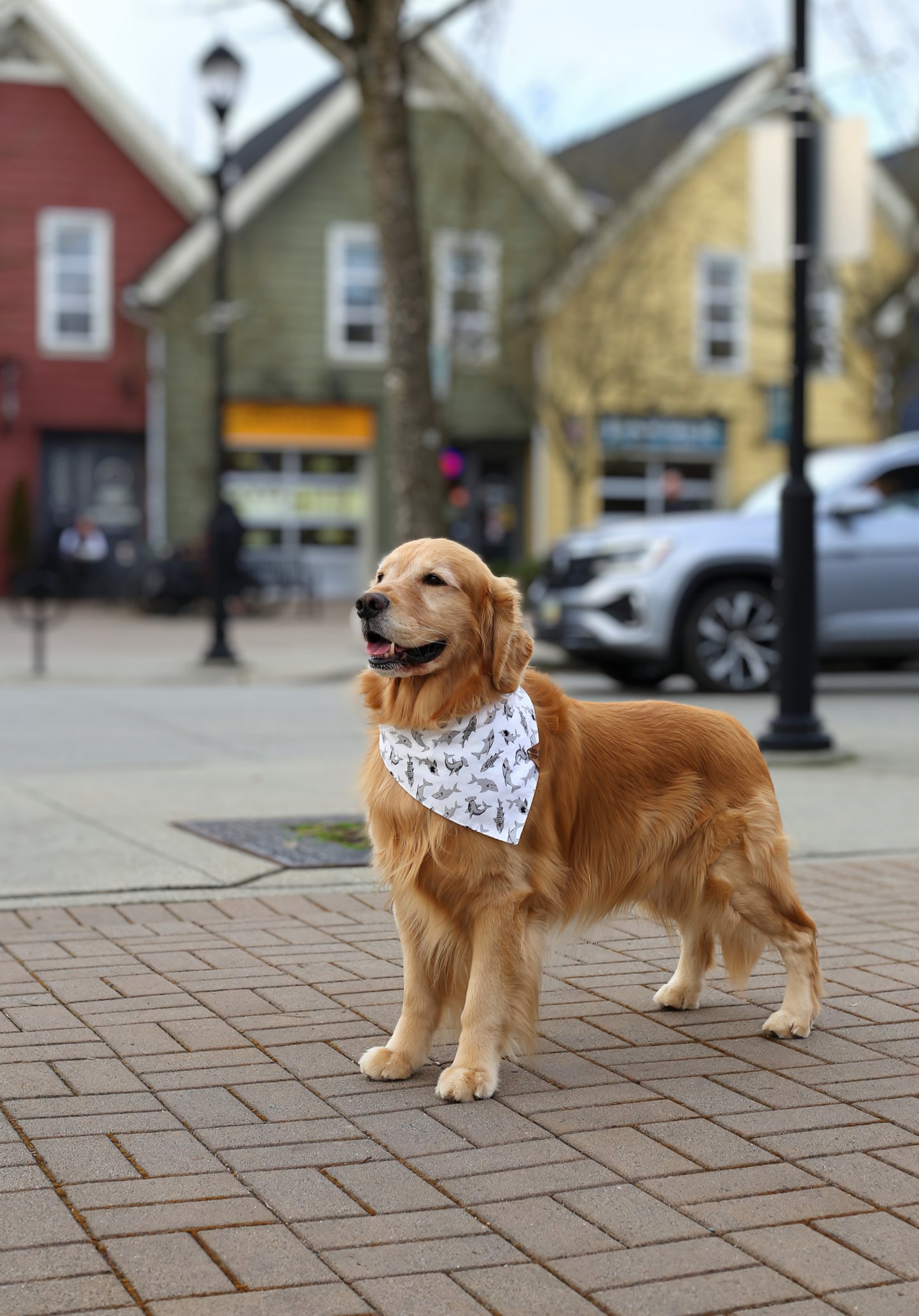 Shark Attack Bandana