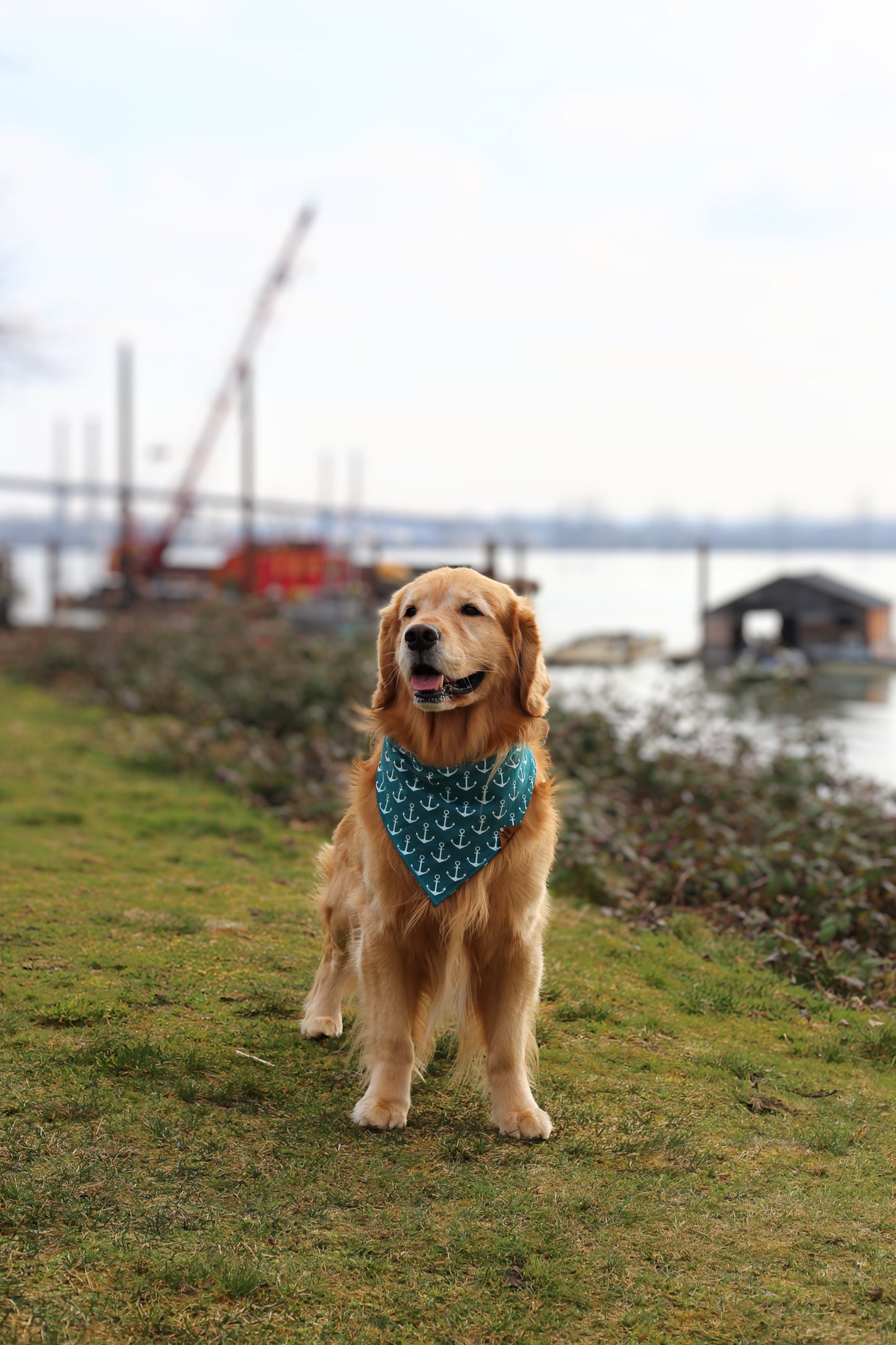 Nautical Paws Bandana