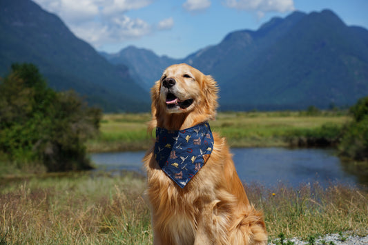 Saddle Up Bandana